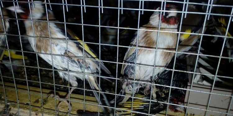 Конфискованных в Борисполе щеглов выпустили на волю