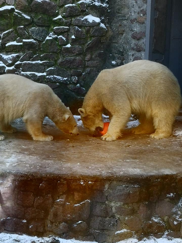 Фанатка белых медведей из Японии привезла подарок николаевским Зефирке и Сметанке 11