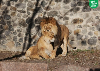 Киевский зоопарк показал, как животные отмечают День объятий
