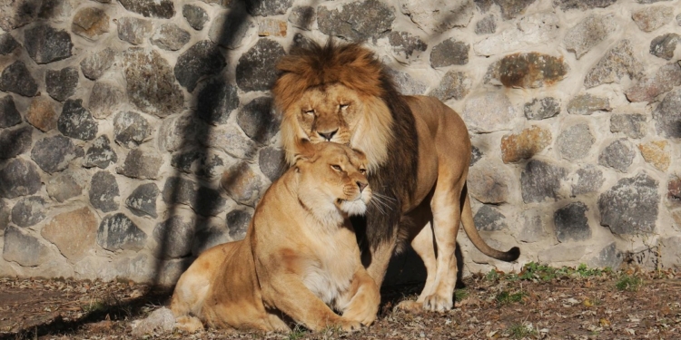 Киевский зоопарк показал, как животные отмечают День объятий