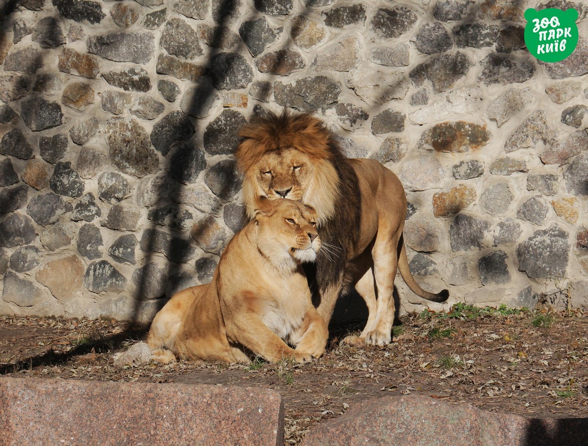 Киевский зоопарк показал, как животные отмечают День объятий