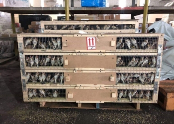 Гражданин Ливана пытался вывезти из Украины 1 600 щеглов. Птиц “задержали”, теперь они гибнут в тесных клетках