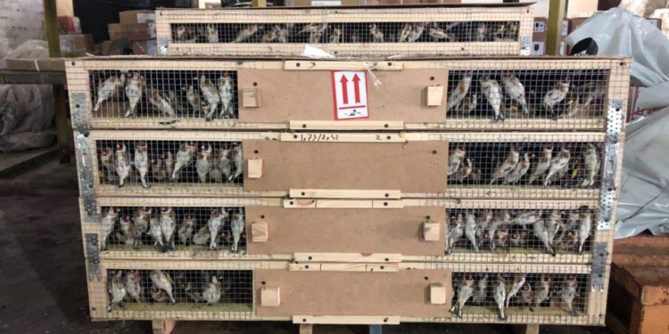 Гражданин Ливана пытался вывезти из Украины 1 600 щеглов. Птиц “задержали”, теперь они гибнут в тесных клетках