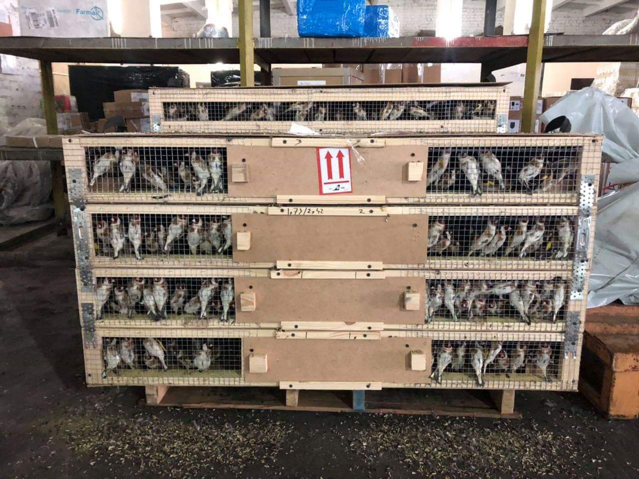 Гражданин Ливана пытался вывезти из Украины 1 600 щеглов. Птиц “задержали”, теперь они гибнут в тесных клетках