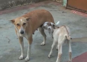 У природы невозможного мало. Эта собака выкармливает козленка, оставшегося без матери