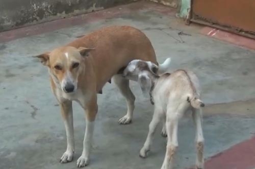 У природы невозможного мало. Эта собака выкармливает козленка, оставшегося без матери