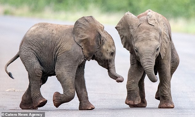Дети – всегда дети: фотограф из Нидерландов «подсмотрела» играющих слонят 11