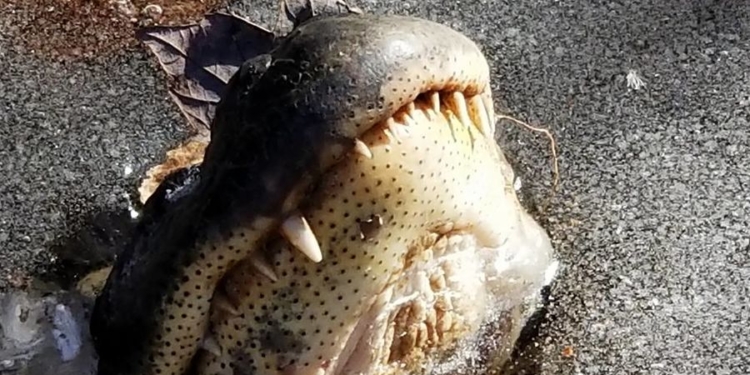 Аллигаторы заживо вмерзли в поверхность водоема