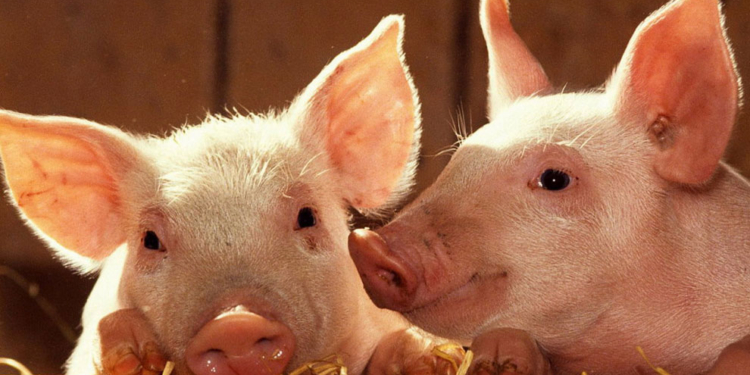 На Первомайщине отменили карантин, введенный из-за случаев бешенства и африканской чумы свиней