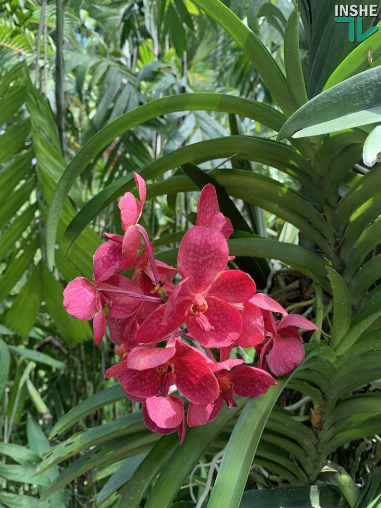 В бананово-лимонном Сингапуре. Інше ТВ побывало в самом знаменитом саду орхидей 31