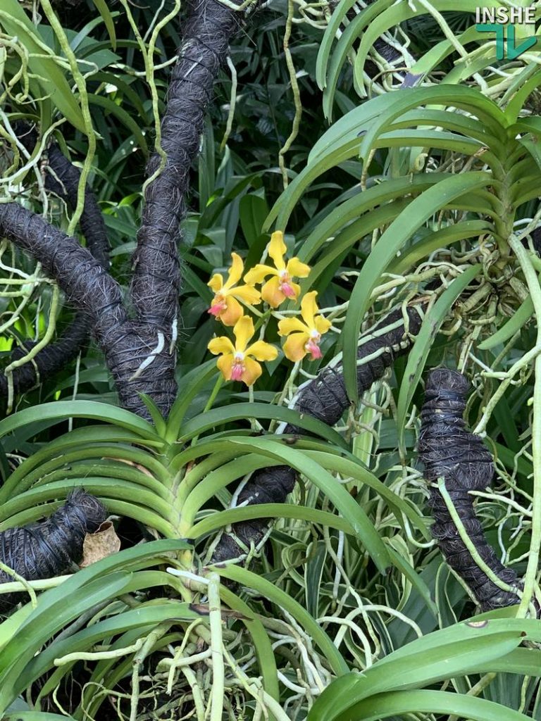 В бананово-лимонном Сингапуре. Інше ТВ побывало в самом знаменитом саду орхидей 37