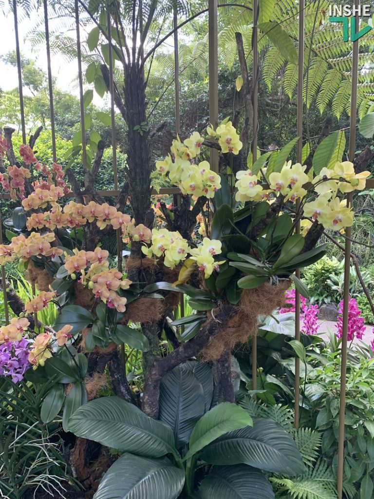 В бананово-лимонном Сингапуре. Інше ТВ побывало в самом знаменитом саду орхидей 51