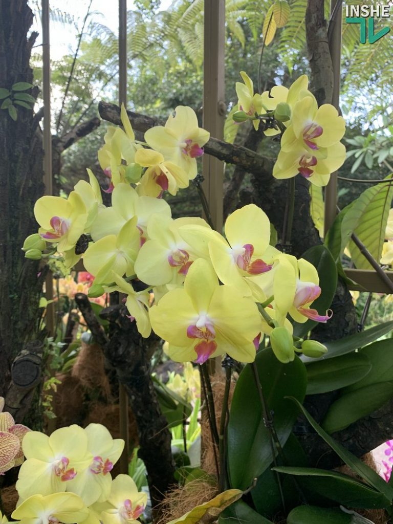 В бананово-лимонном Сингапуре. Інше ТВ побывало в самом знаменитом саду орхидей 53