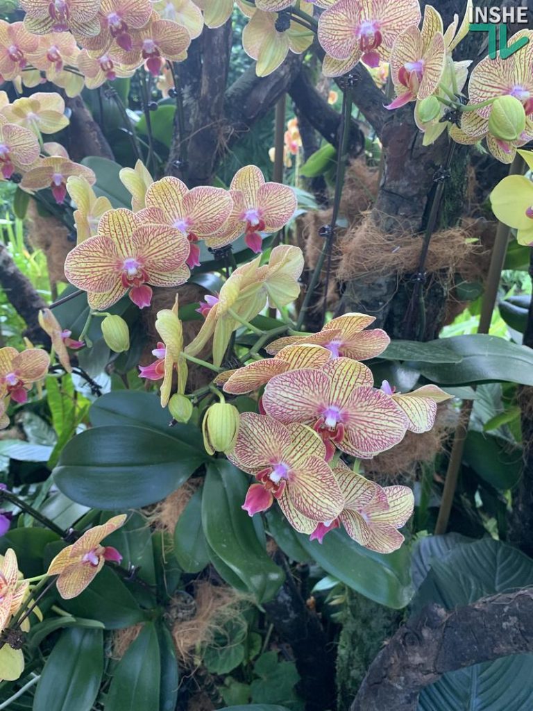 В бананово-лимонном Сингапуре. Інше ТВ побывало в самом знаменитом саду орхидей 55