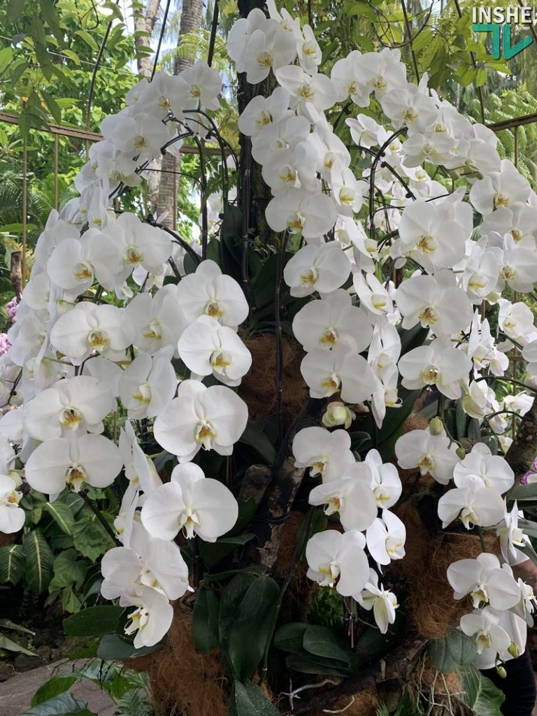 В бананово-лимонном Сингапуре. Інше ТВ побывало в самом знаменитом саду орхидей 57