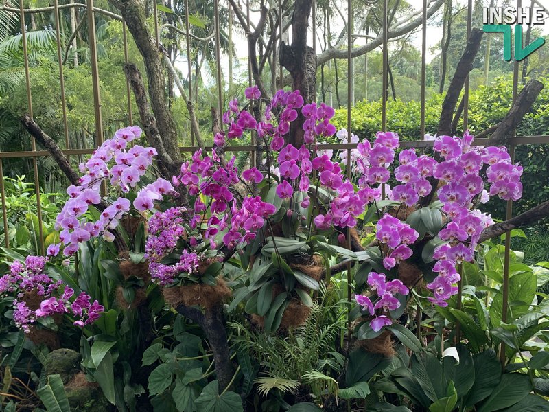 В бананово-лимонном Сингапуре. Інше ТВ побывало в самом знаменитом саду орхидей 59