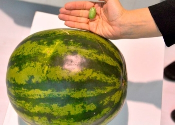 Зачем?! Турецкие селекционеры вывели арбузы весом 5 граммов и очень этим гордятся