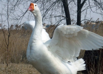 Луганские боевики выступили с важным заявлением: ВСУ убили гуся