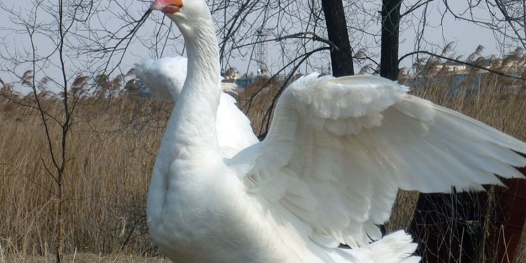 Луганские боевики выступили с важным заявлением: ВСУ убили гуся