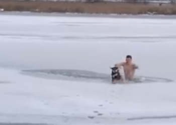 В Николаеве молодой человек нырнул в прорубь, чтобы помочь тонущему псу
