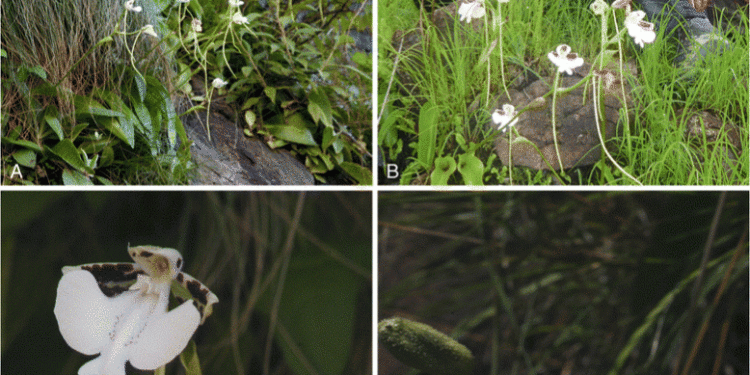 На Мадагаскаре нашли новый вид орхидеи с запахом шампанского