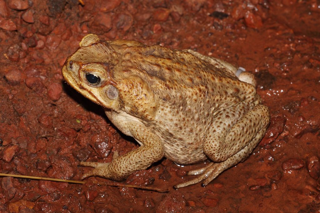 Невероятное из мира животных. В Австралии жабы оседлали удава - спасались от наводнения 1