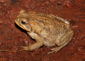 Невероятное из мира животных. В Австралии жабы оседлали удава – спасались от наводнения