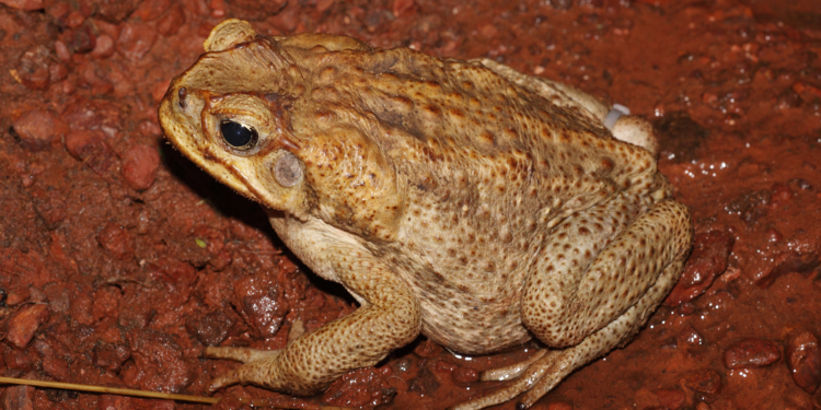 Невероятное из мира животных. В Австралии жабы оседлали удава – спасались от наводнения