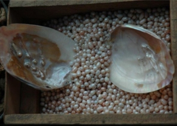 В Херсоне начали выращивать жемчуг в искусственных условиях. Урожай обещают уже весной