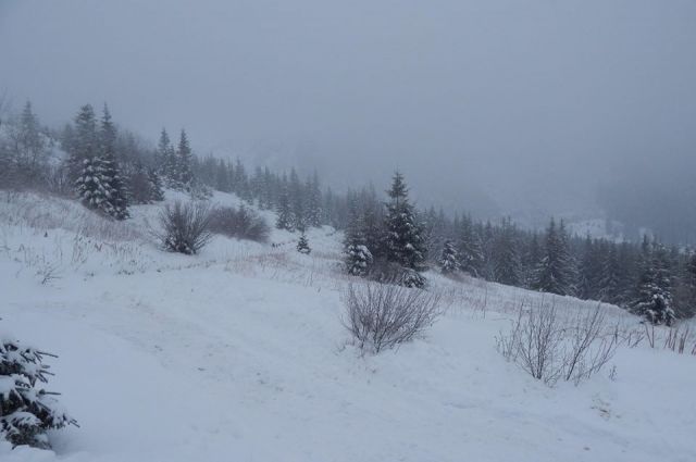 У Карпатах намело по метру снігу: туристів просять не ходити в гори
