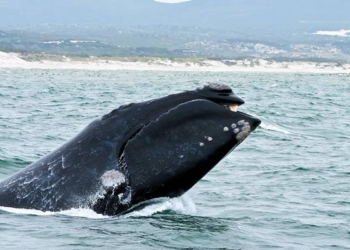 Детеныш исчезающего вида китов замечен впервые за два года