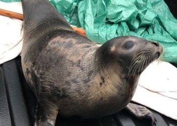 Десятки морских котиков парализовали движение в канадском городке