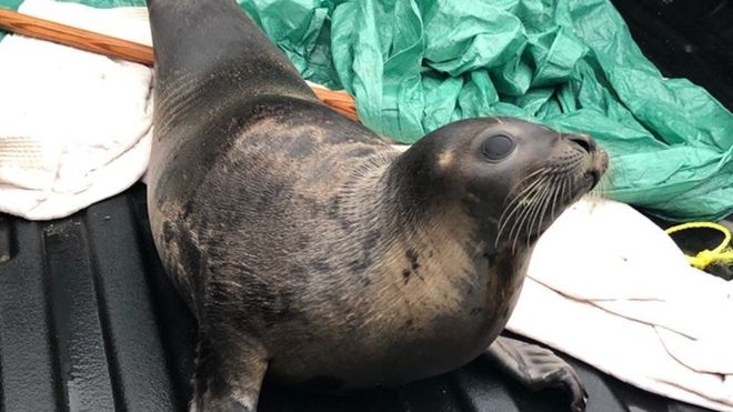 Десятки морских котиков парализовали движение в канадском городке