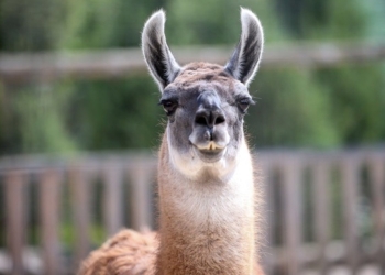 Во Франции поймали ламу, несколько дней гулявшую по городу