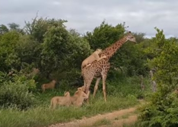 Когда один в поле воин: стая львов не смогла одолеть одного жирафа. Видео