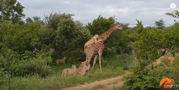 Когда один в поле воин: стая львов не смогла одолеть одного жирафа. Видео