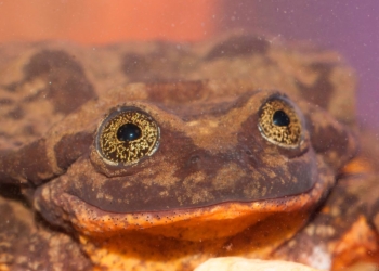 На поиски в природе Джульетты  для Ромео, единственного в мире самца редкой лягушки, деньги собирали всем миром