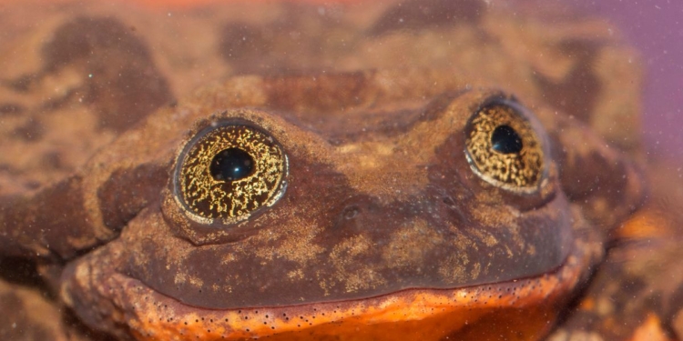 На поиски в природе Джульетты  для Ромео, единственного в мире самца редкой лягушки, деньги собирали всем миром