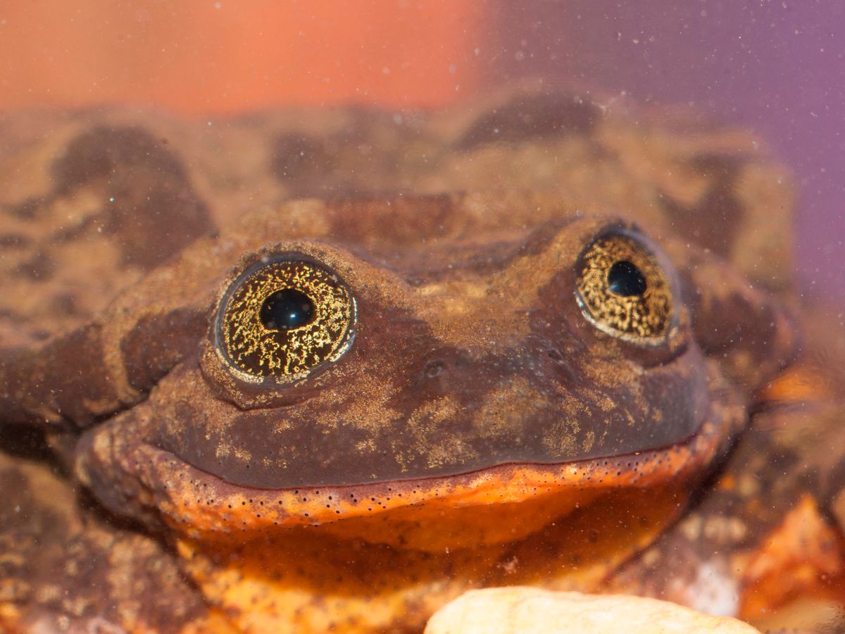 На поиски в природе Джульетты  для Ромео, единственного в мире самца редкой лягушки, деньги собирали всем миром