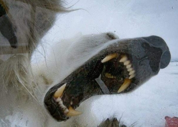 Ужас. Белая медведица пыталась сожрать фотографа. Его обвинили в нарушении ее прав