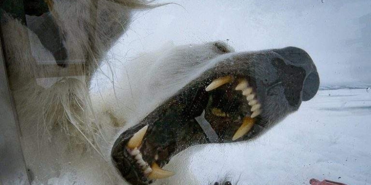 Ужас. Белая медведица пыталась сожрать фотографа. Его обвинили в нарушении ее прав