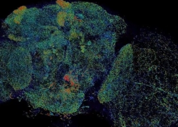 Как выглядит наноструктура мозга: потрясающее видео