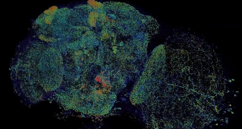 Как выглядит наноструктура мозга: потрясающее видео 1