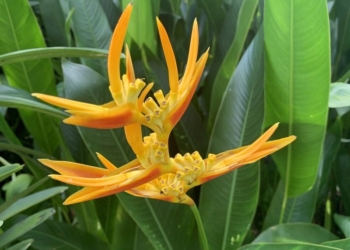 В бананово-лимонном Сингапуре. Інше ТВ побывало в самом знаменитом саду орхидей