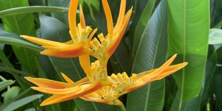 В бананово-лимонном Сингапуре. Інше ТВ побывало в самом знаменитом саду орхидей