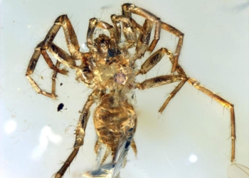 В Австралии полиция приехала в дом, откуда слышались крики «Почему бы тебе не умереть?» и плач ребенка. А это мужчина убивал паука