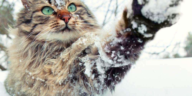 Завтра в Украине небольшой снег с дождем, температура до +6