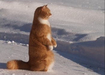 Завтра в Украине небольшой снег с дождем, температура до +6