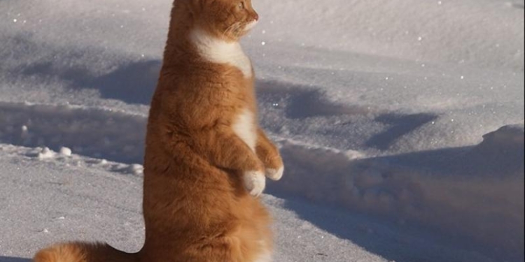 Завтра в Украине небольшой снег с дождем, температура до +6