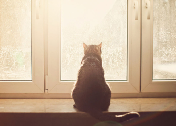 Завтра в Украине небольшой снег с дождем, температура до +6